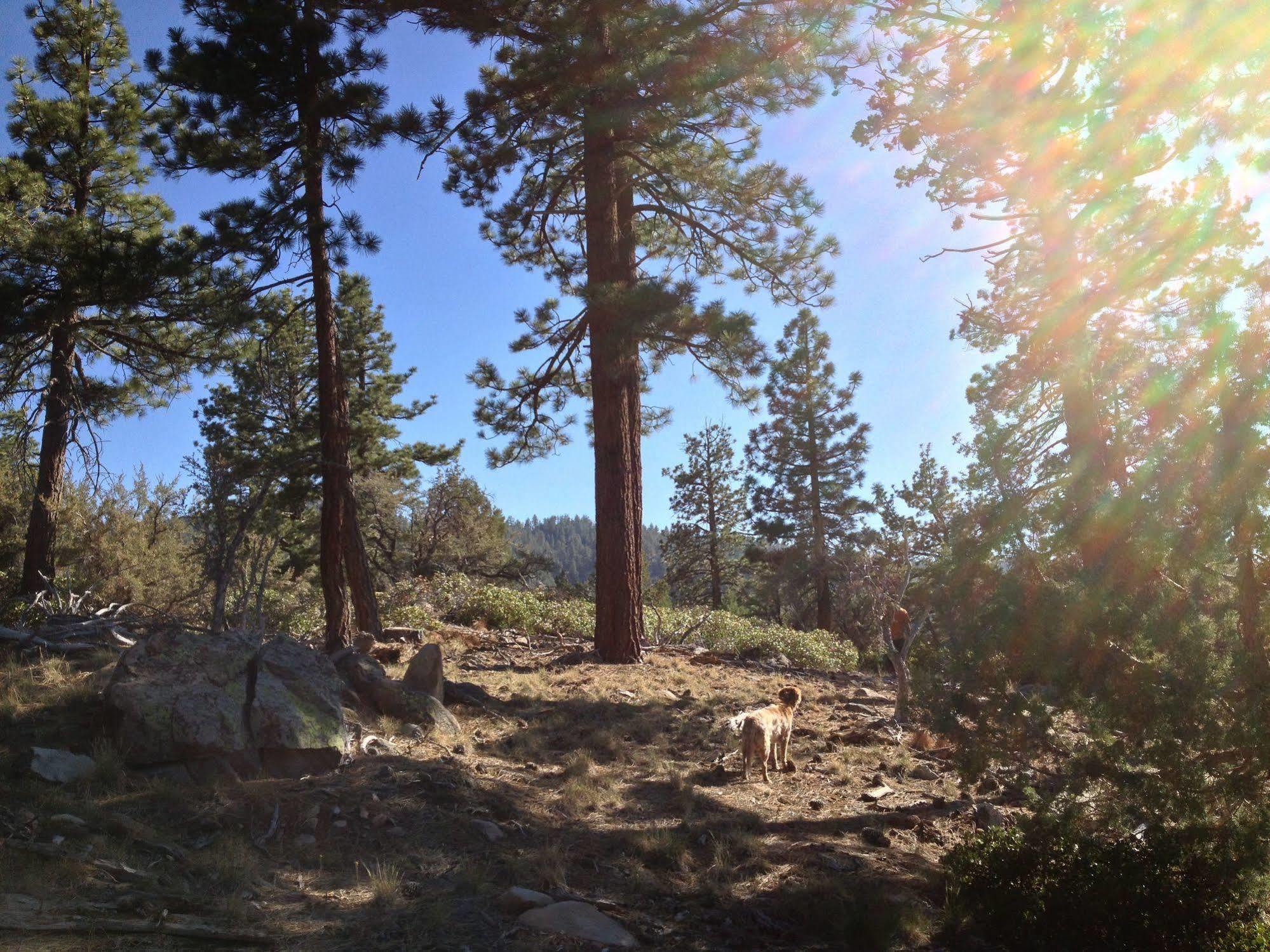 Cienaga Creek Ranch Villa Big Bear Lake Eksteriør bilde